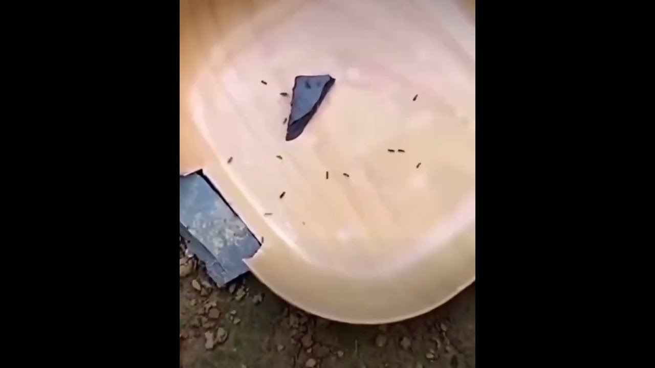 Man Tricks An Ant The Whole Colony Takes Revenge
