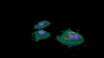 ToF-SIMS 3D image of HeLa cells