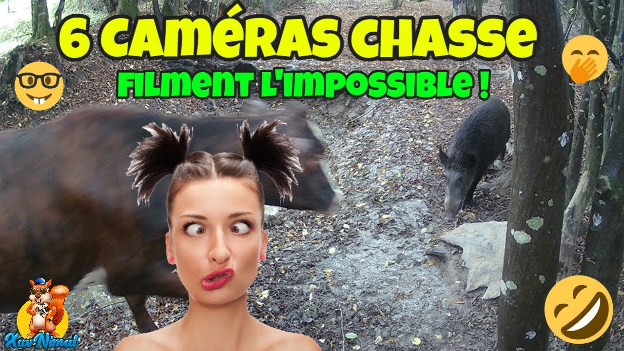 CAMERA CHASSE EN FOLIE ! La faune sauvage en délire 👀