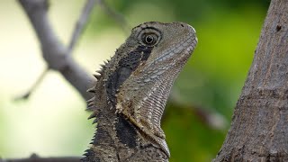 Wildlife - NSW Australia [4K] [Slow TV] [Pet TV] screenshot 3