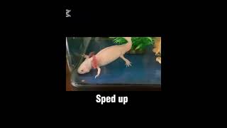 How long does it take for my axolotl to eat his pellets? #axolotl #eating #funny #fish #idk