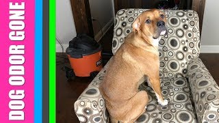How To Get Rid Of Dog Smell When Selling A Home