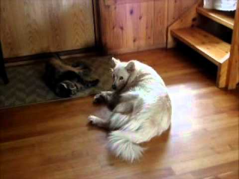 Video: Kaopectate - Medisinering Og Reseptliste Over Kjæledyr, Hund Og Katt