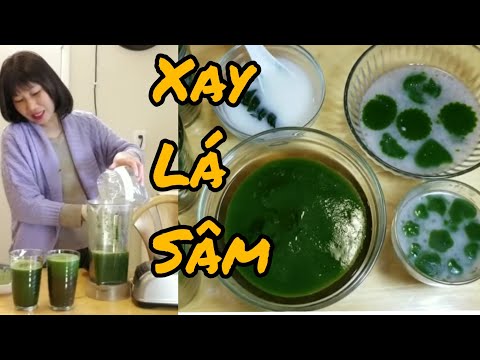 Video Cách xay lá sâm ngon, trồng cây sương sâm ở Mỹ - youtube