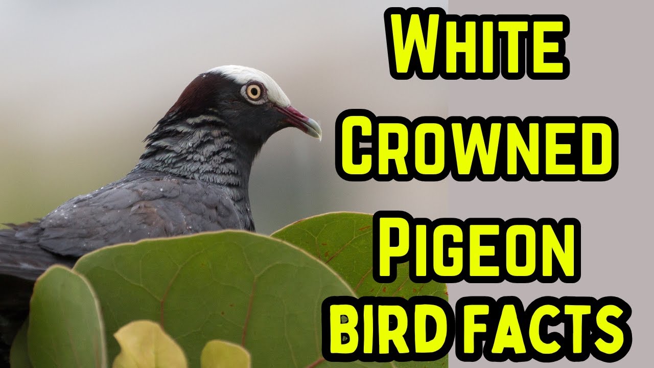 White-crowned Pigeon | Endangered: Documentary (ID, Food, Habitat, Nesting & Behavior)
