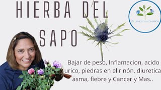 Hierba del sapo, Este video consta Estudios en Mexico y U.S.A/Kalanchoe Monarch