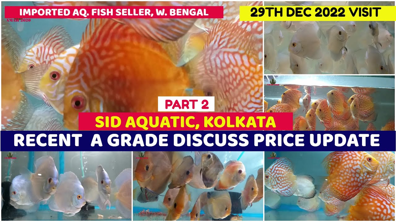 Discus Fish A Grade Quality Collection SID Aquatic Galiff Street Fish Seller 29th December