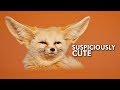 Fennec Fox: Suspiciously Cute