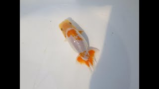 上物当歳らんちゅう 】尾型が良く背も綺麗な白勝ち更紗らんちゅう 約13