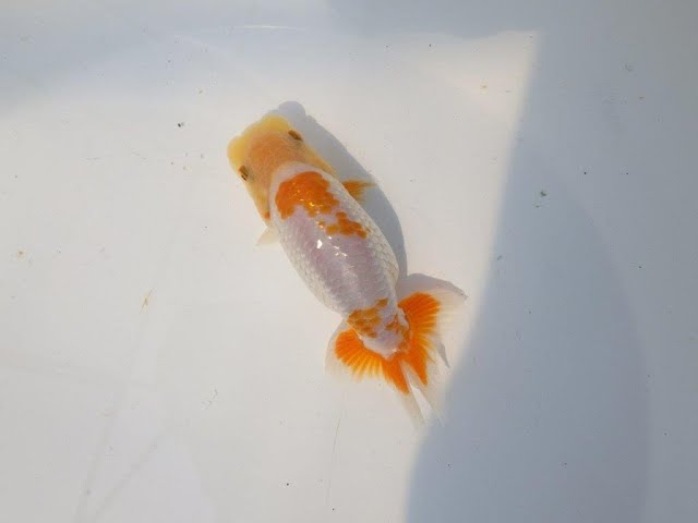 上物当歳らんちゅう 】尾型が良く背も綺麗な白勝ち更紗らんちゅう 約13 上物当歳らんちゅう 】尾型が良く背も綺麗な白勝ち更紗らんちゅう 約13