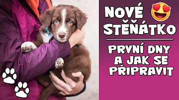 Kolik stojí štěně?