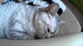 Мой домашний любимец - кошка Диана/ Mary Pet Мой домашний любимец - кошка Диана/ Mary Pet