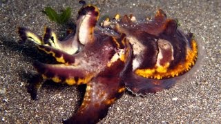 Scuba Diving Lembeh Straits, Indonesia (part 2) BEST Muck Diving & MOST RARE Critters HD