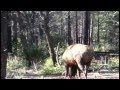 Giant 390+ Archery Elk Hunt!!