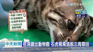 20201210中天新聞 流浪17天! 石虎「飛飛」動物園內找到了