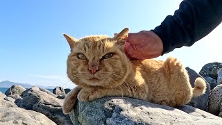 Cats live freely on a rocky area in the vast sea