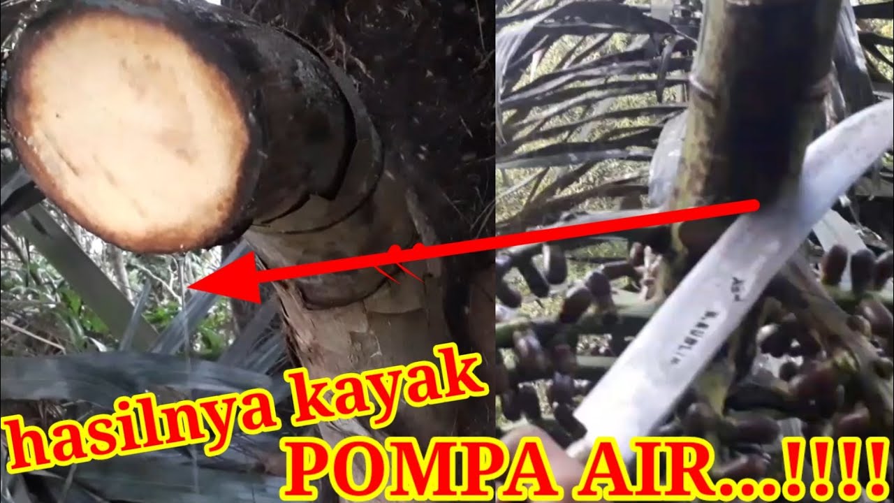 Cara Dan Proses Pemotongan Manggar Aren Yang Benar di jamin deras hasilnya