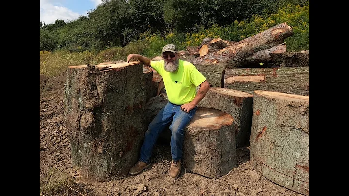 sawing silver maple for Doug # 333