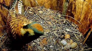 First American Kestrel Chick Hatches, Revealed Wearing Eggshell Helmet In Wisconsin! – May 17, 2024