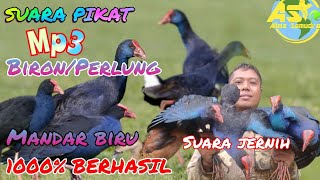 COBA MP3 INI🎯LANGSUNG DIKEROYOK BURUNG MANDAR BIRU/BIRON/PERLUNG‼️BIRD TRAPPING✅