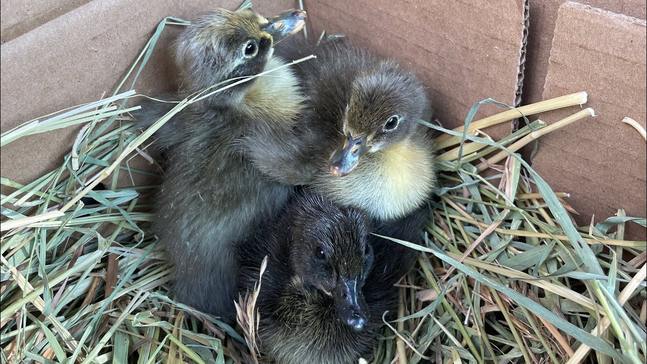 Adding Ducklings Under a Broody Duck YouTube