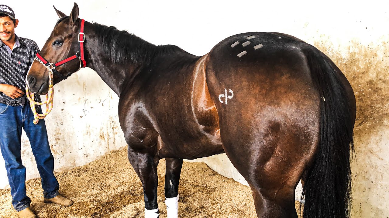 La Susy Vs El Neblina | Tapias Race Track, Durango Mex.