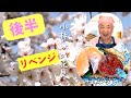【花見 リベンジ！後半】まさるの北海道懐かし『絶品おかず』で花見！　★小林まさみの「桜＆ミルクゼリー」レシピを動画内で公開