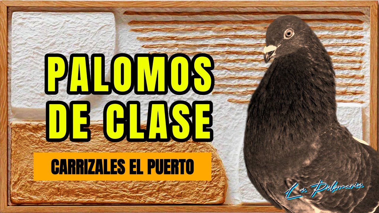 Palomos de Clase | Carrizale El Puerto