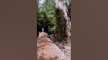 Lost in an Ancient Forest | Redwood Trails