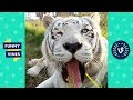 [1 HOUR] TRY NOT TO LAUGH - Ultimate Funny Animals Videos &amp; Cute Pets Compilation July 2018