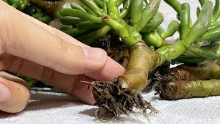 How To Propagate Gollum Jade Gollum Jade Propagation From Cutting Super Bonsai