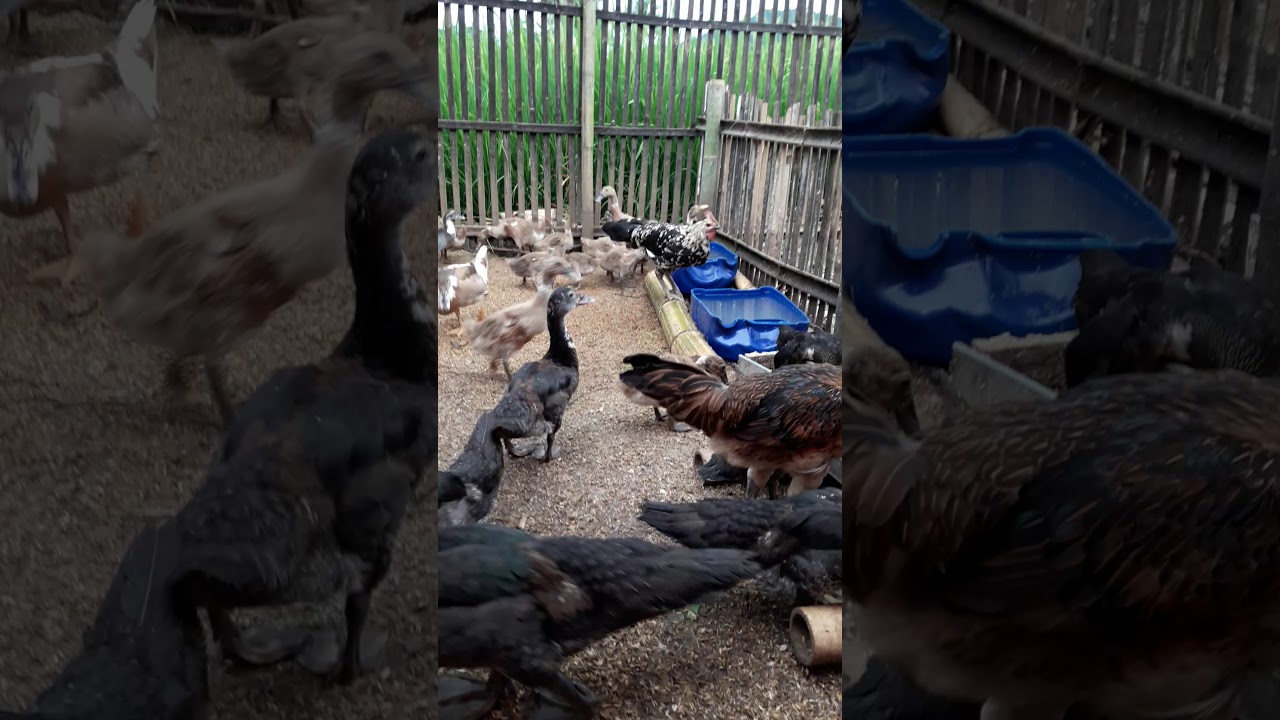 Cara mengurus anak bebek/entok 
