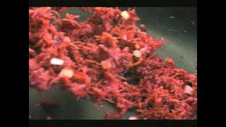 New Chicken Sausages, Pancake Combo and Corned Beef Pandesal TVC 30s