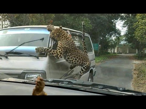 Видео: ДИКИЕ ЖИВОТНЫЕ атакуют автомобили!