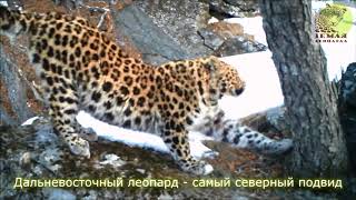 Земля леопарда в Приморском крае \\\\ Land of the Leopard