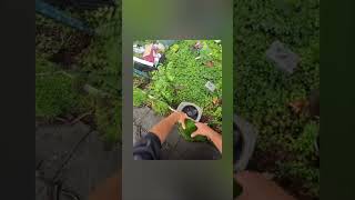 Gutter cleaning