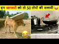         best funny animals 2022  funniest dog cat caught on camera