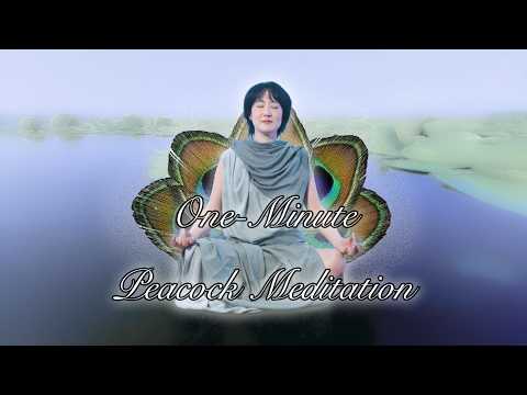 아침 공작새 1분 명상 | 선우정아 - 더 바라지도 않겠어 (Peacock)