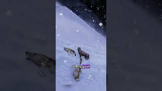 This Wolf Got JUMPED 😭🐺 #Shorts