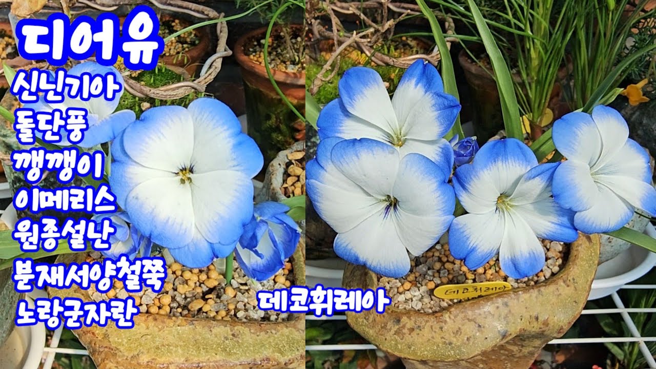 #디어유 #미니신닌기아#실라키#엔닉스#돌단풍#깽깽이#이메리스#원종설난#서양철쭉분재#데코휘레야#노랑군자란