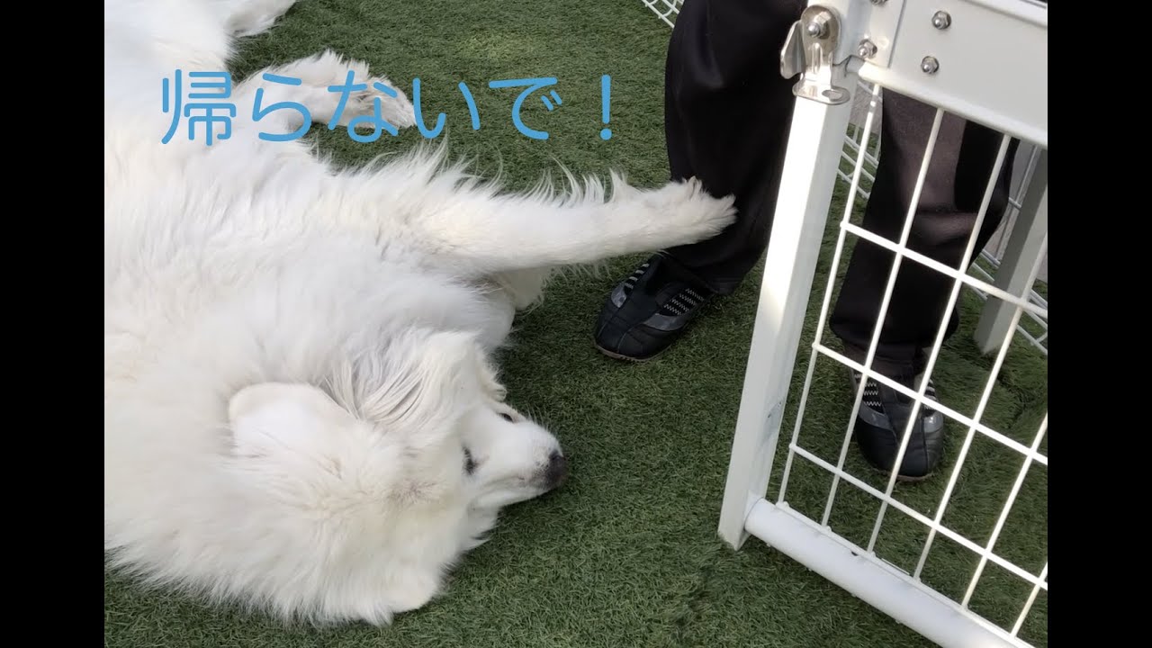可愛がってくれる人は大好き グレートピレニーズ
