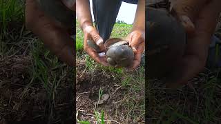 Natural snails at the lake #snails #snail #fishing #fish #cooking #food #shorts
