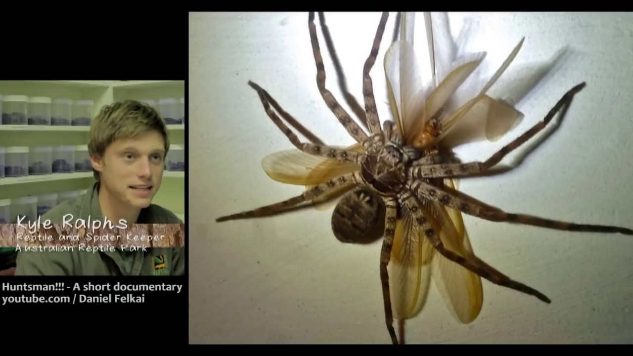 facts management World's Biggest Spiders - Huntsman Spider!