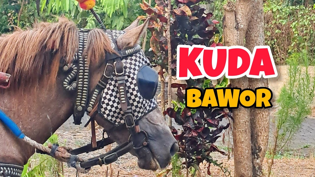 Delman Vlog - Keliling Desa dengan Kuda Bawor, Let's Go!