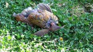 weasel chicken dead eating