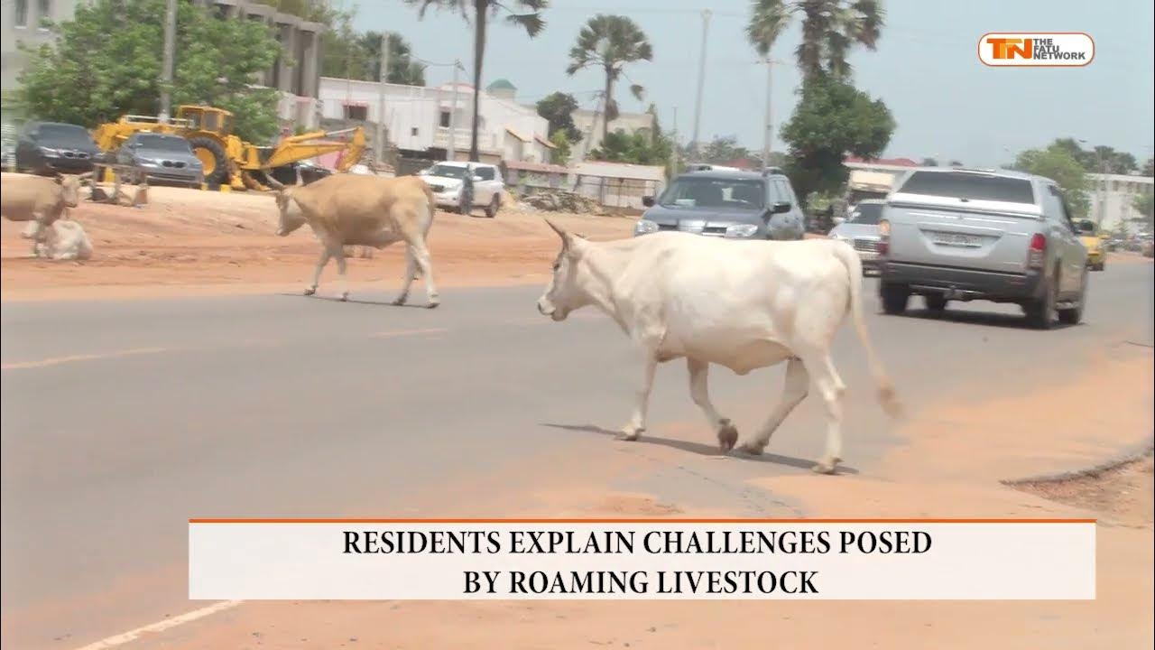 RESIDENTS EXPLAIN CHALLENGES POSED BY ROAMING LIVESTOCK 