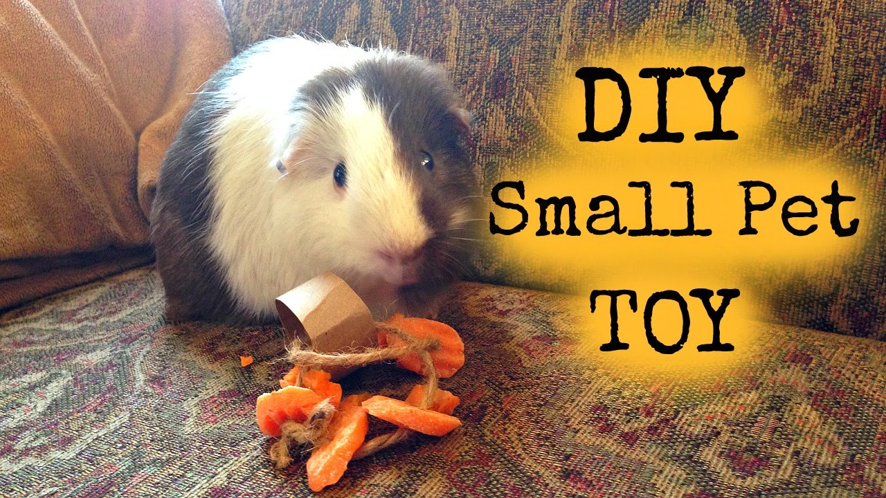 DIY Toy for Small Animals YouTube