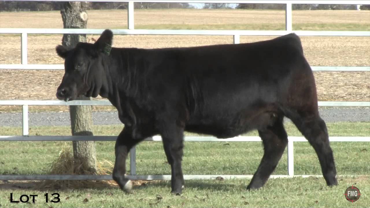 Moore Land & Cattle Lot 13 YouTube