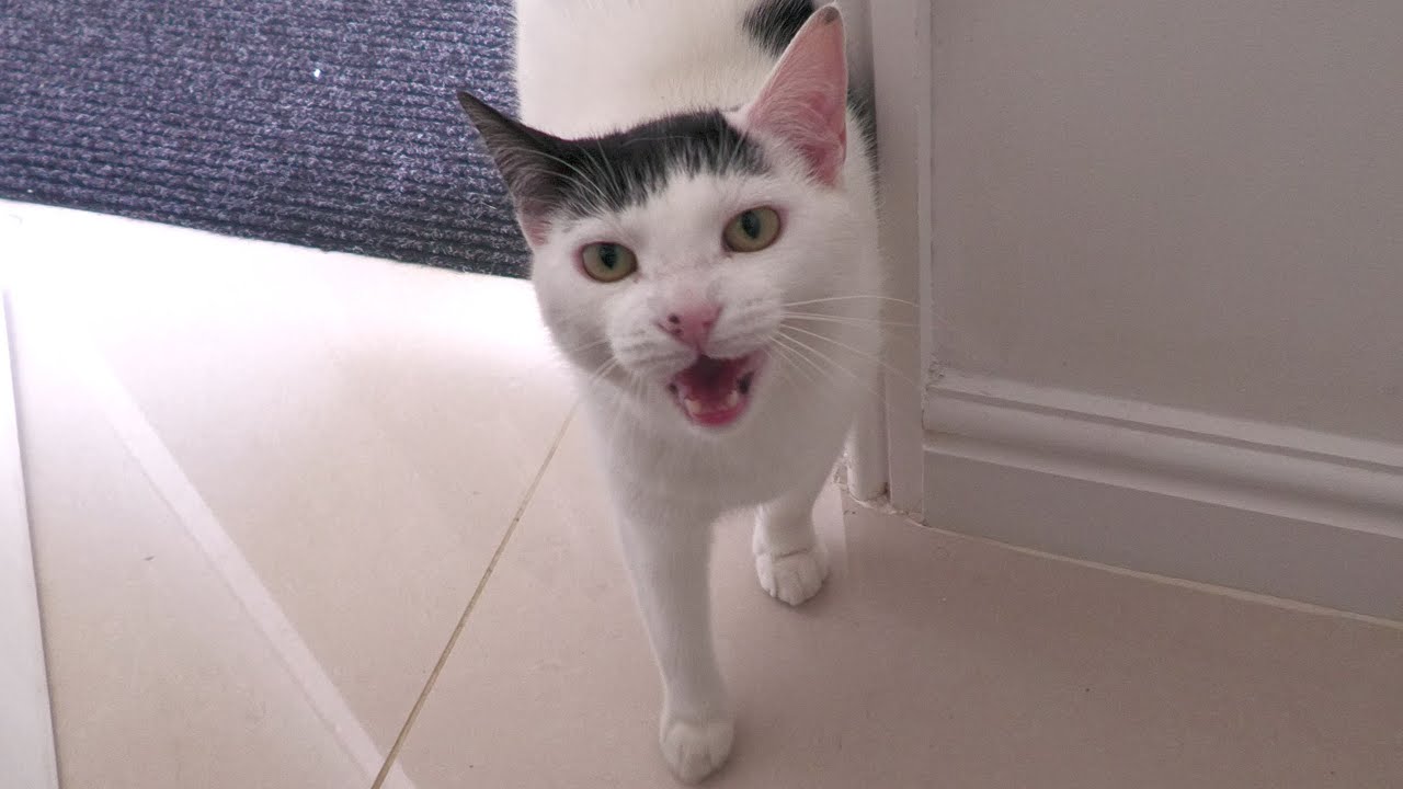 Neighbours Cat Meowing For Food YouTube neighbours-cat-meowing-for-food-youtube