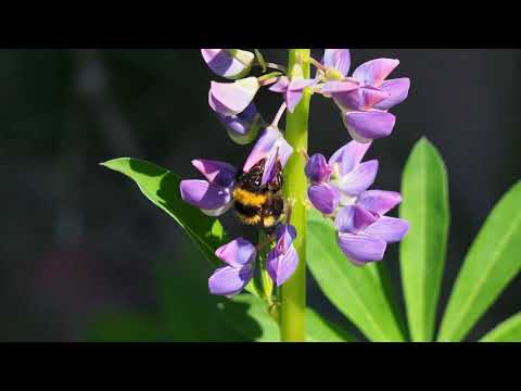 Video: Keltainen Lupiini (20 Kuvaa): Lajikkeet, Joissa On Kuvaus. Mitkä Keltaiset Kukat Ovat Samanlaisia kuin Lupiinit?